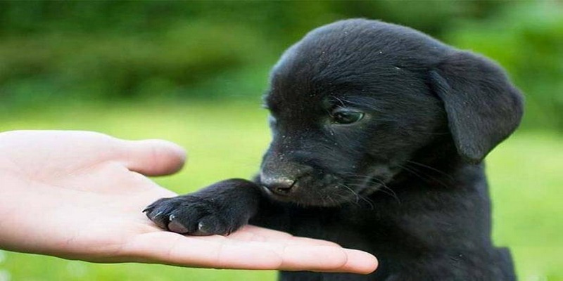 Giấc mơ thấy chó đen chạy vào nhà mang điềm báo xui xẻo