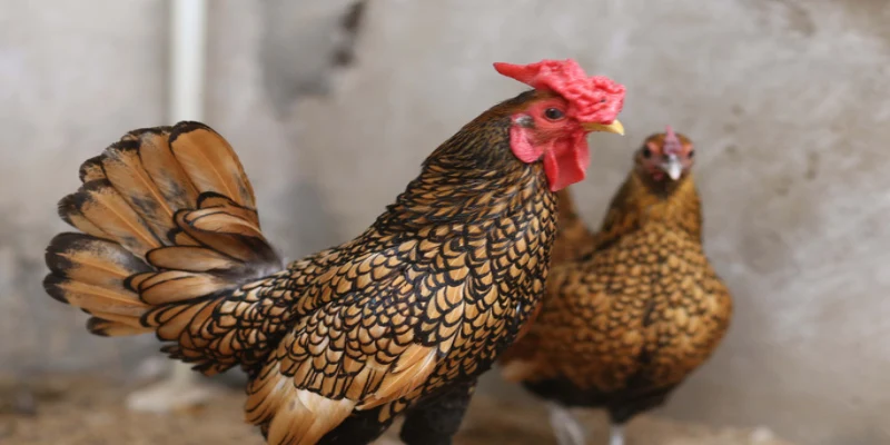 Mơ Thấy Gà: Giải Mã Chi Tiết Bật Mí Con Số May Mắn