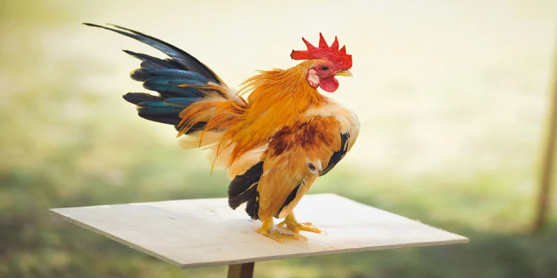 Mơ thấy gà mang đến nhiều may mắn