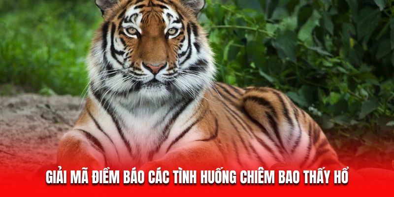Giải mã điềm báo các tình huống chiêm bao thấy hổ